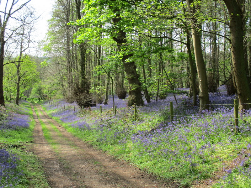 bluebells